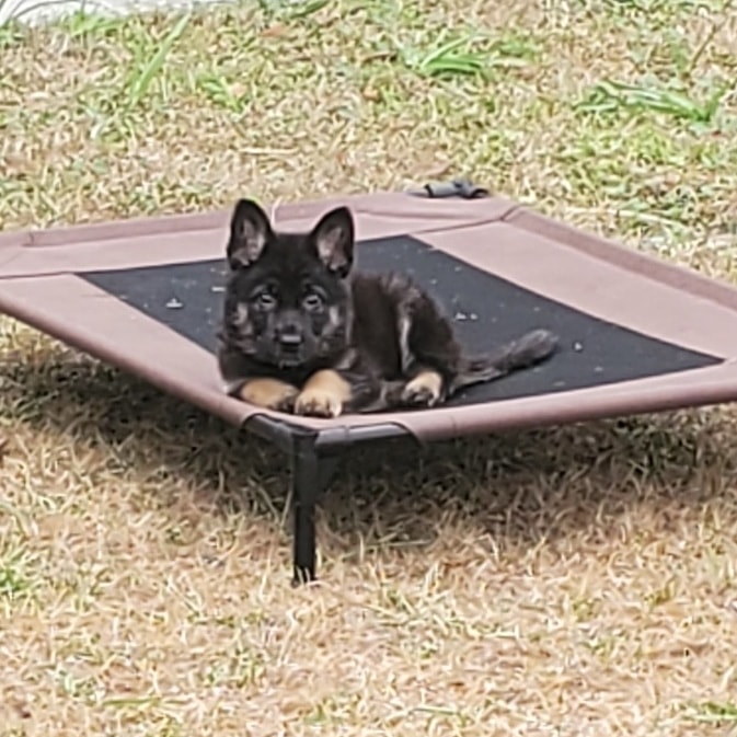 8 week old puppy learning to place